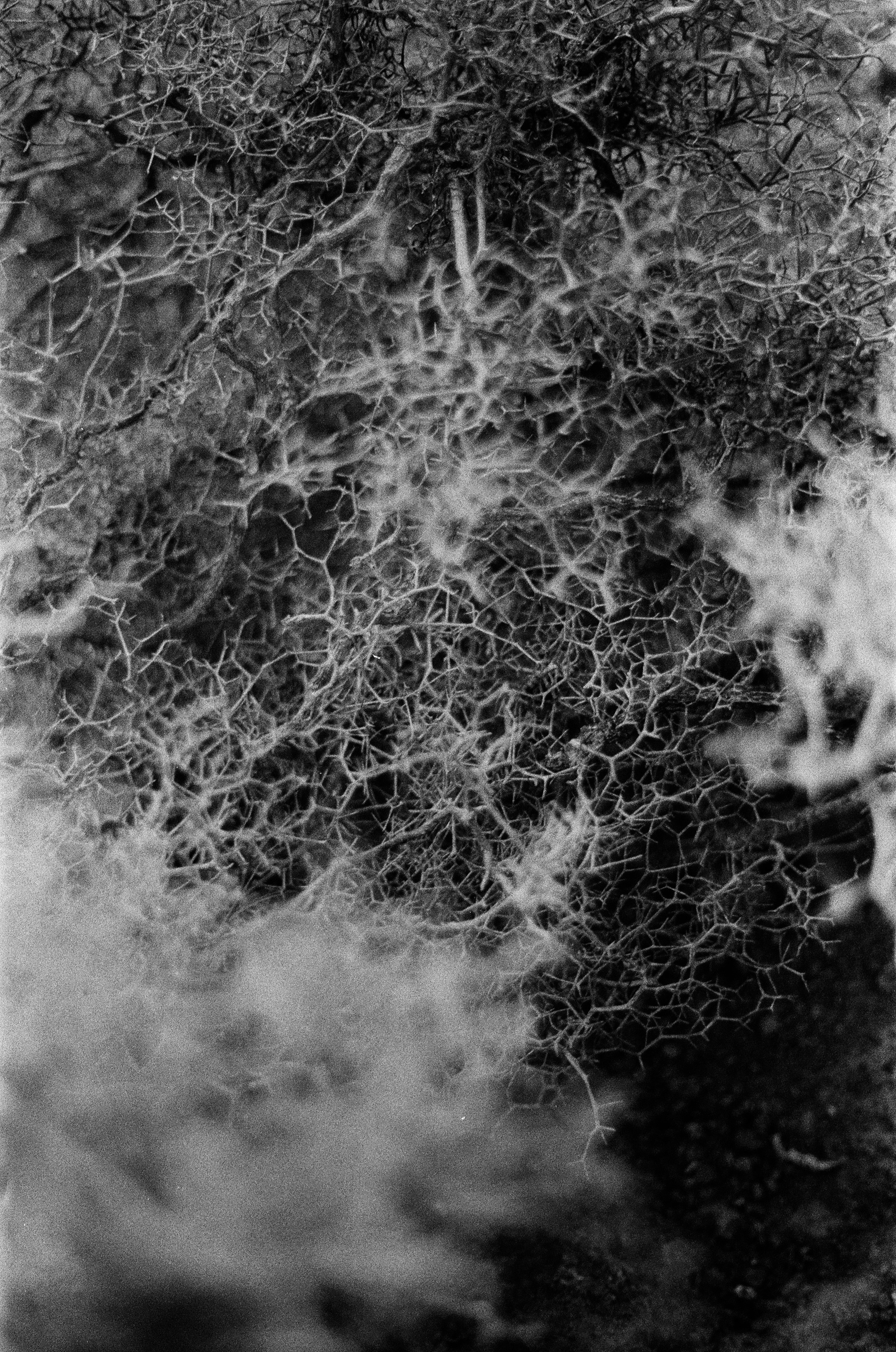 Mycelium Leather Process