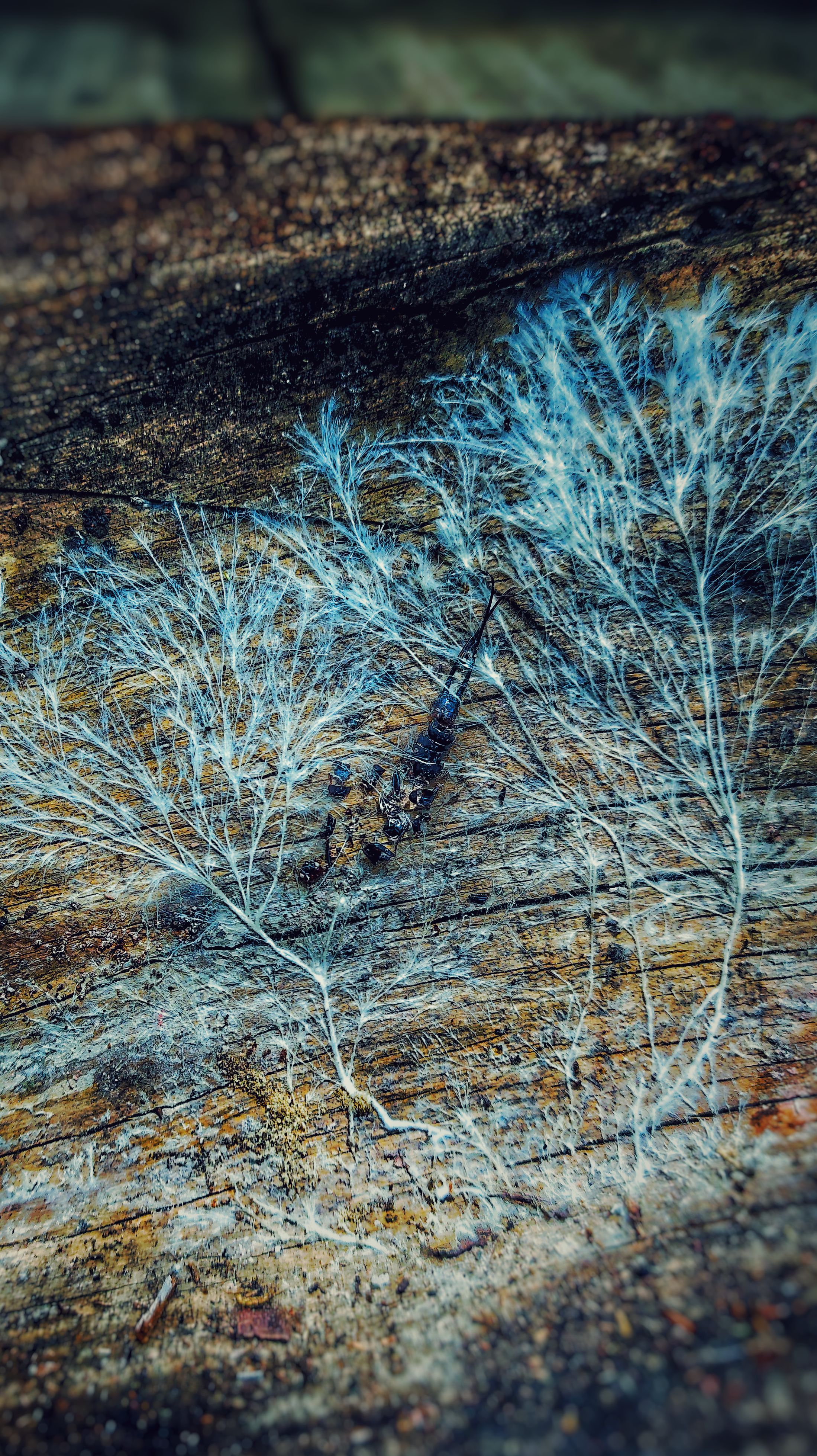 Finished Mycelium Product